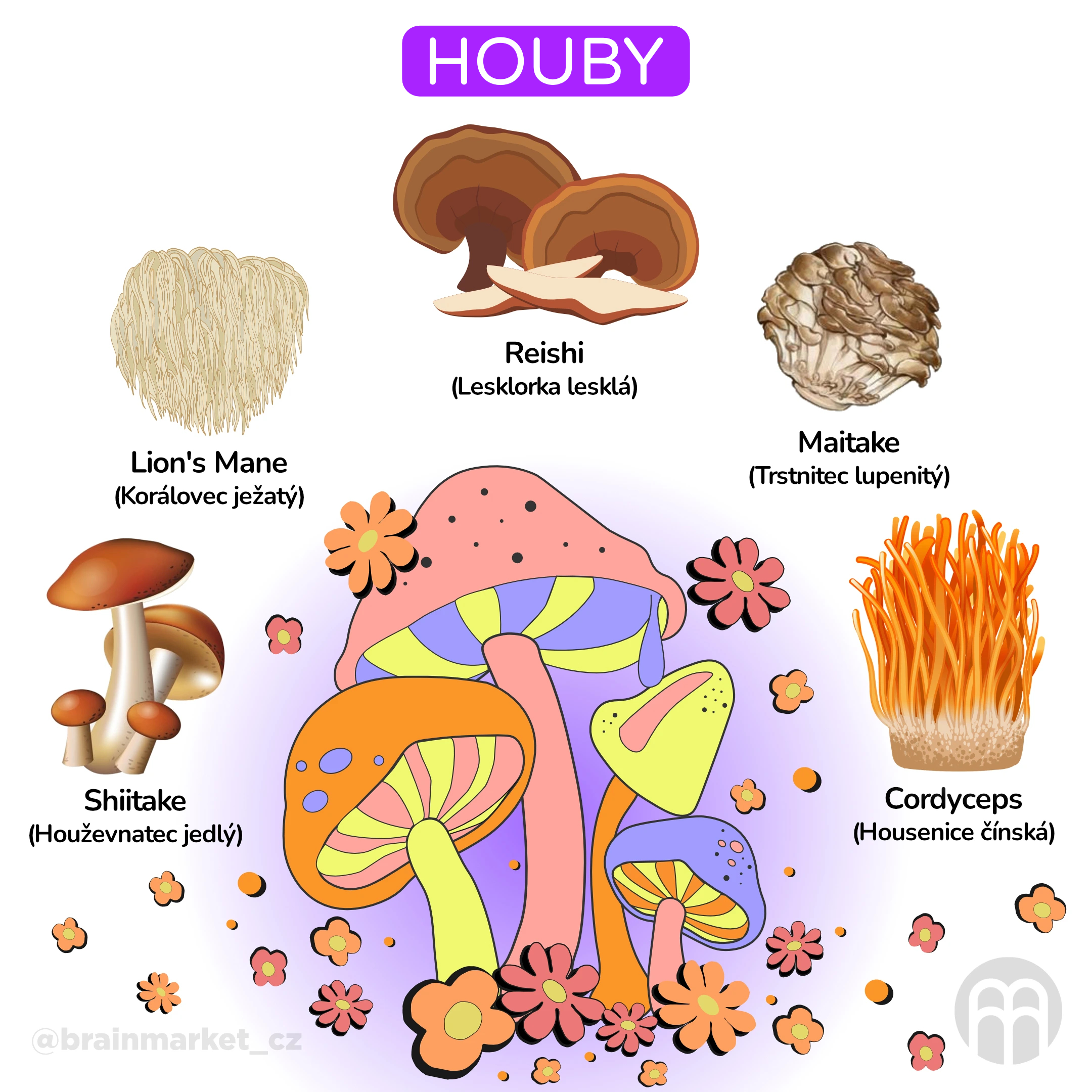 Vitální houby_infografika_cz
